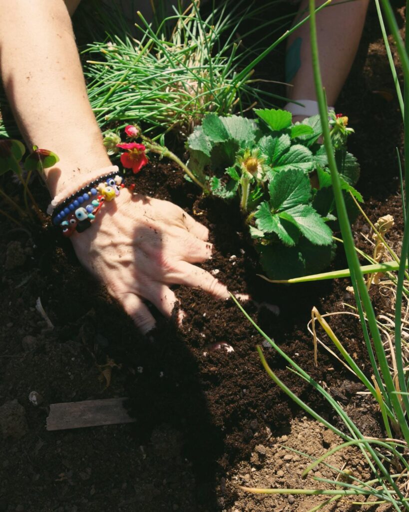 plant wisdom project