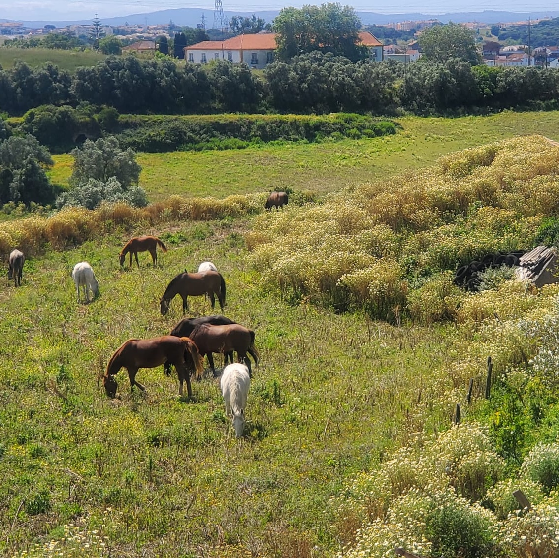 Horses grazing on the land around the house